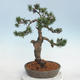 Venkovní bonsai - Pinus Mugo - Borovice kleč - 3/5