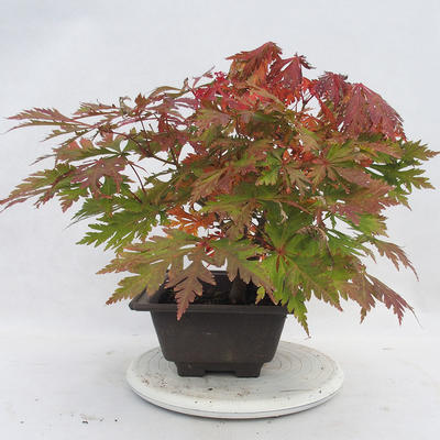 Venkovní bonsai -Javor dlanitolistý Acer palmatum Disectum - 3