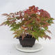 Venkovní bonsai -Javor dlanitolistý Acer palmatum Disectum - 3/6