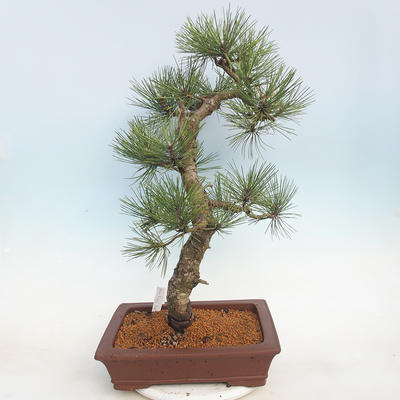 Venkovní bonsai - Pinus Nigra - Borovice černá - 3