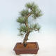 Venkovní bonsai - Pinus Nigra - Borovice černá - 3/5