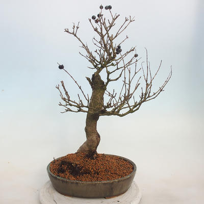 Venkovní bonsai - ptačí zob Ligustrum - 3
