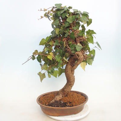 Venkovní bonsai - Hedera - Břečtan - 3