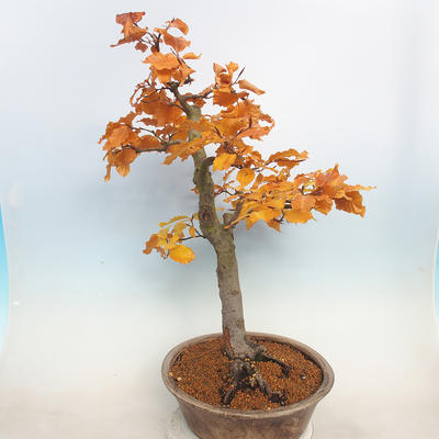 Venkovní bonsai - Fagus sylvatica - Buk lesní - 3
