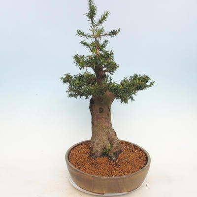 Venkovní bonsai - Taxus bacata  - Tis červený - 3