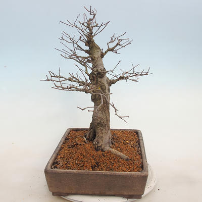 Venkovní bonsai - Ulmus - Jílm malolistý - 3