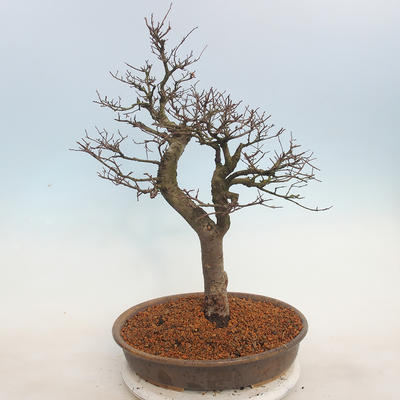 Venkovní bonsai - Ulmus - Jílm malolistý - 3