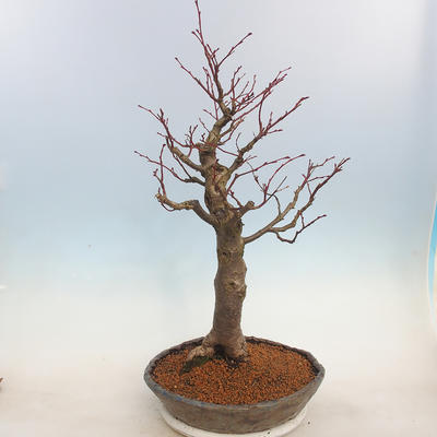 Venkovní bonsai - Lípa malolistá - Tilia cordata - 3