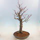 Venkovní bonsai - Lípa malolistá - Tilia cordata - 3/4