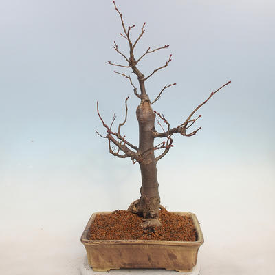 Venkovní bonsai - Lípa malolistá - Tilia cordata - 3