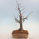 Venkovní bonsai - Lípa malolistá - Tilia cordata - 3/5