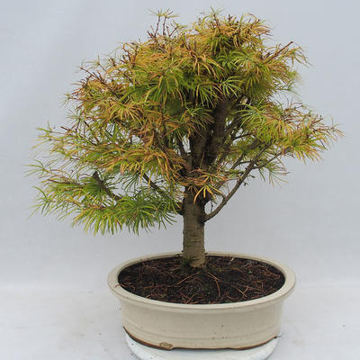 Venkovní bonsai - Pseudolarix amabilis - Pamodřín - 3
