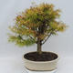 Venkovní bonsai - Pseudolarix amabilis - Pamodřín - 3/5