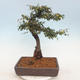 Venkovní bonsai-Cotoneaster  - Skalník - 3/5