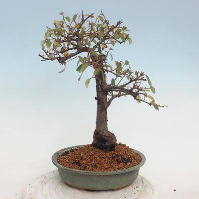 Venkovní bonsai-Cotoneaster  - Skalník - 3