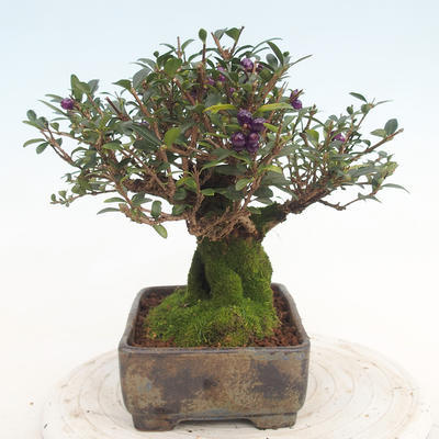 Venkovní bonsai-Lonicera nitida -Zimolez - 3