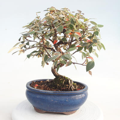 Venkovní bonsai - Cotoneaster  - Skalník - 3