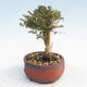 Venkovní bonsai-Lonicera nitida -Zimolez - 3/5