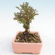 Venkovní bonsai-Lonicera nitida -Zimolez - 3/4