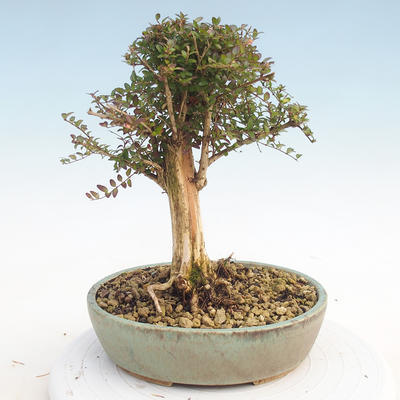 Venkovní bonsai-Lonicera nitida -Zimolez - 3