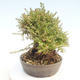 Venkovní bonsai-Lonicera nitida -Zimolez - 3/5