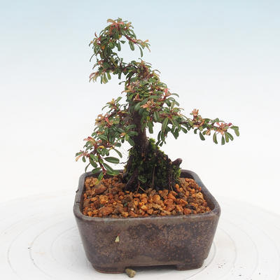 Venkovní bonsai-Cotoneaster  - Skalník - 3