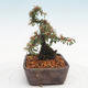 Venkovní bonsai-Cotoneaster  - Skalník - 3/5