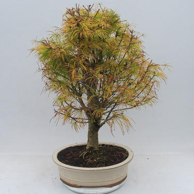 Venkovní bonsai - Pseudolarix amabilis - Pamodřín - 3