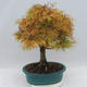 Venkovní bonsai - Pseudolarix amabilis - Pamodřín - 3/6