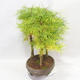 Venkovní bonsai - Pseudolarix amabilis - Pamodřín - lesík 5 stromů - 3/5