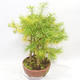 Venkovní bonsai - Pseudolarix amabilis - Pamodřín - lesík 5 stromů - 3/5