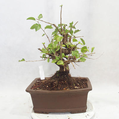 Venkovní bonsai -Mahalebka - Prunus mahaleb - 3