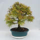 Venkovní bonsai - Pseudolarix amabilis - Pamodřín - 3/6
