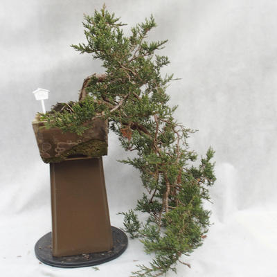 Venkovní bonsai- Jalovec  - Juniperus - 3