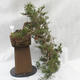 Venkovní bonsai- Jalovec  - Juniperus - 3/5