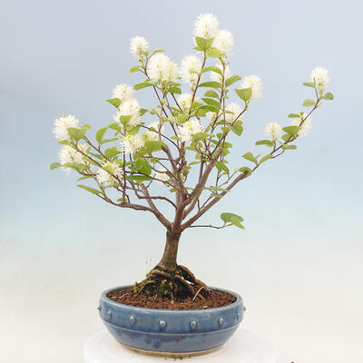 Venkovní bonsai - fotergila - Fothergilla major - 3