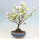 Venkovní bonsai - fotergila - Fothergilla major - 3/5