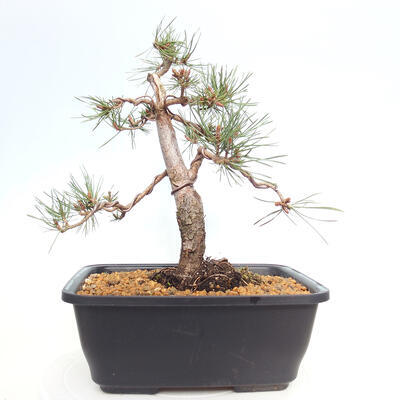 Venkovní bonsai - Pinus Sylvestris Watererri - Borovice lesní - 3