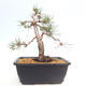 Venkovní bonsai - Pinus Sylvestris Watererri - Borovice lesní - 3/4