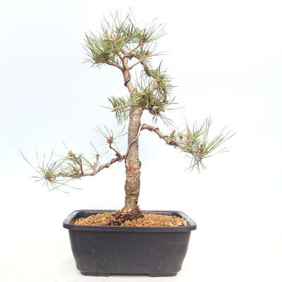 Venkovní bonsai - Pinus Sylvestris Watererri - Borovice lesní - 3