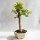 Pokojová bonsai - Duranta erecta Aurea - 3/4