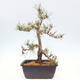 Venkovní bonsai - Pinus Sylvestris Watererri - Borovice lesní - 3/4