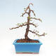 Venkovní bonsai -Larix decidua - Modřín opadavý - 3/5