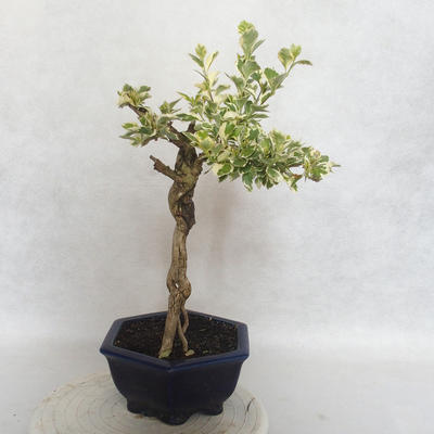 Pokojová bonsai - Duranta erecta Variegata - 3