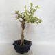 Pokojová bonsai - Duranta erecta Variegata - 3/5