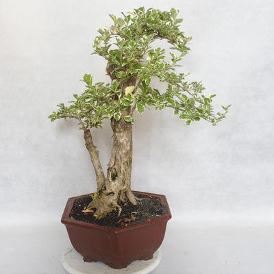 Pokojová bonsai - Duranta erecta Variegata - 3