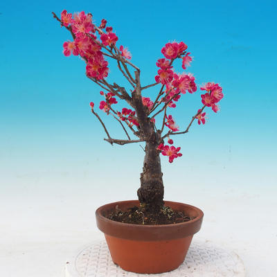 Venkovní bonsai -Japonská meruňka - Prunus Mume - 3