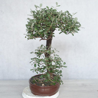 Pokojová bonsai -Eleagnus - Hlošina - 3