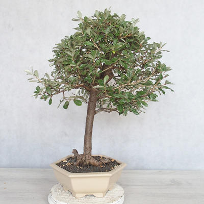 Pokojová bonsai -Eleagnus - Hlošina - 3
