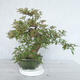 Pokojová bonsai - Hamelia patent - 3/4